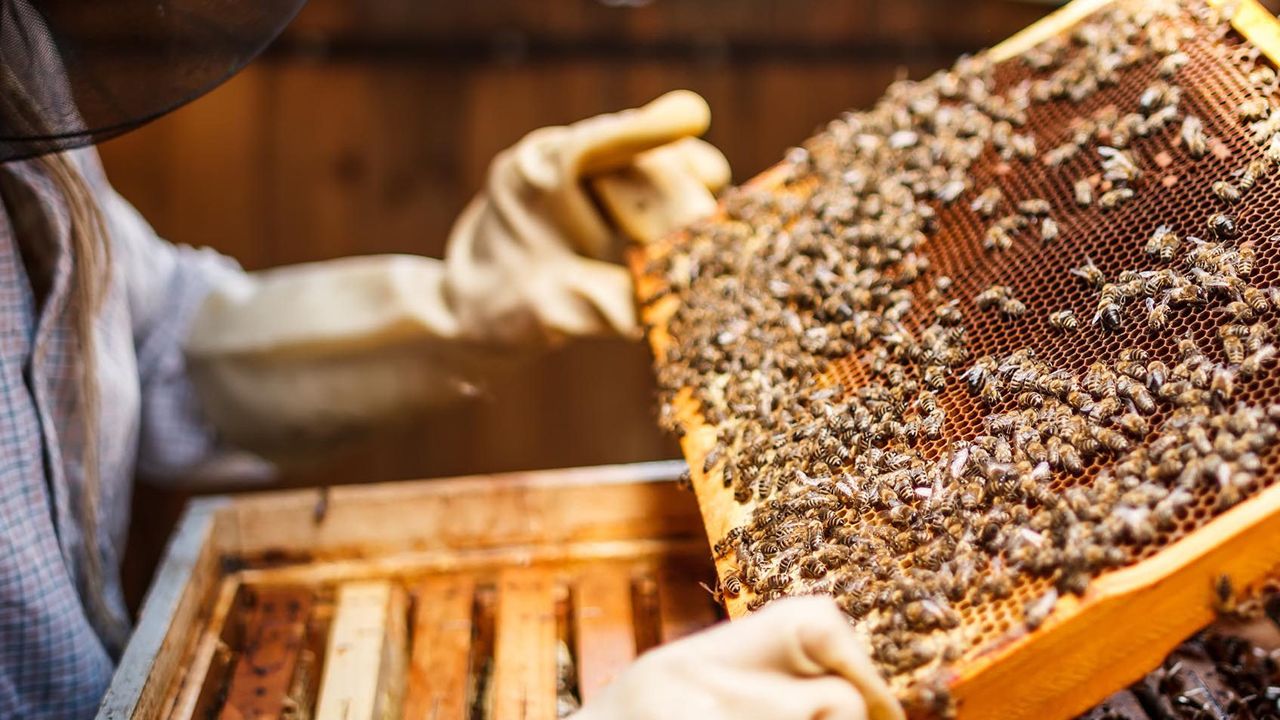 Bakanlıktan arıcılara öneri: Arıcılık turizmi