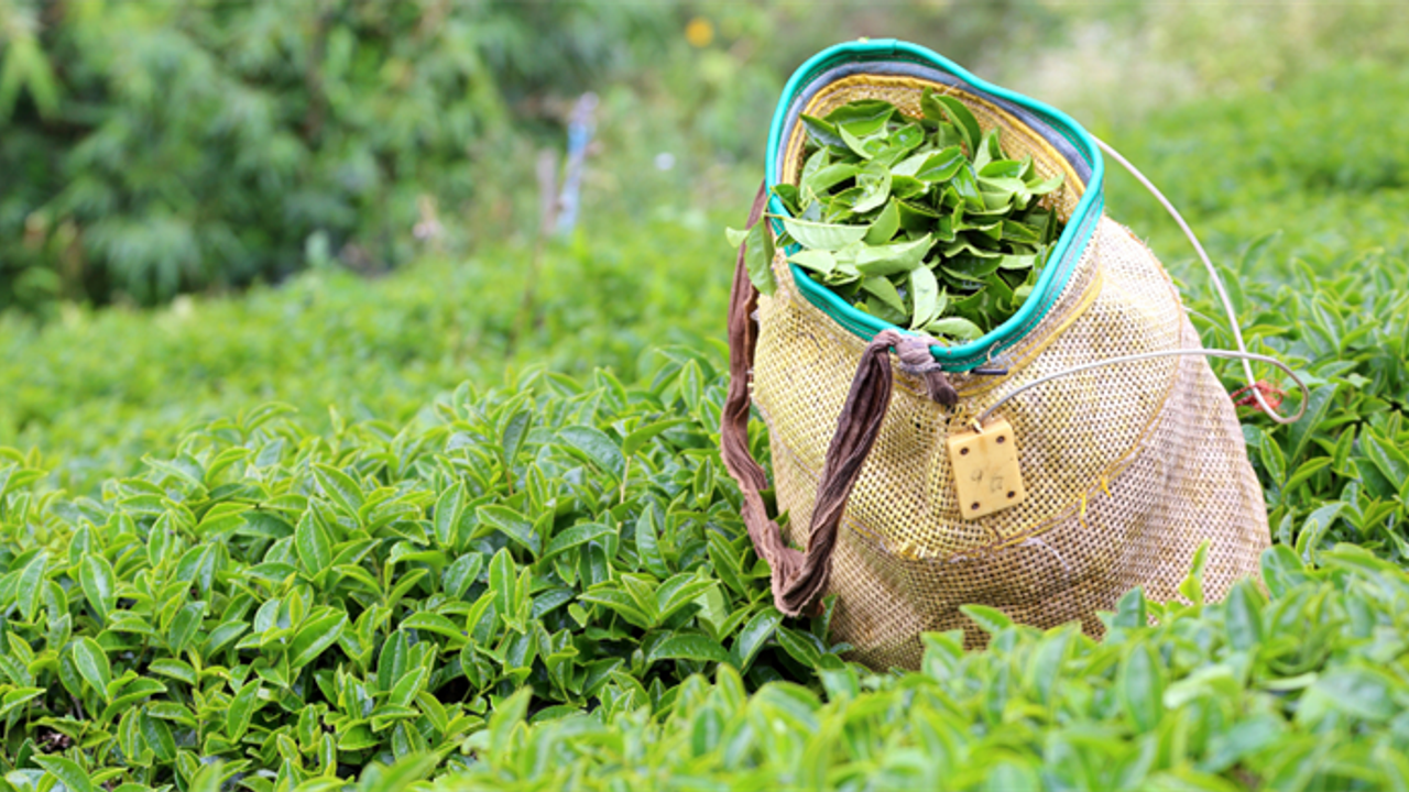 ÇAYKUR’dan rekor alım: İkinci sürgünde 91 bin ton yaş çay