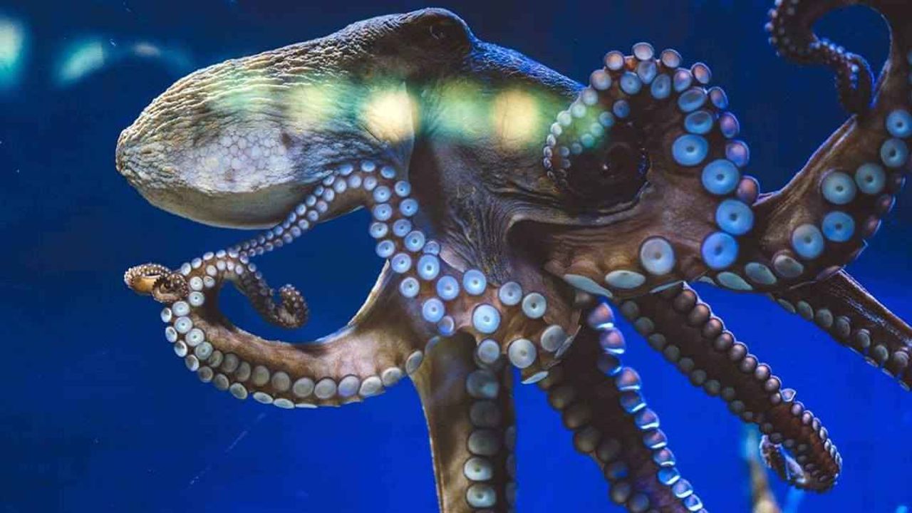İnsanlık sonrası dünyanın hakimi ahtapotlar mı olacak?