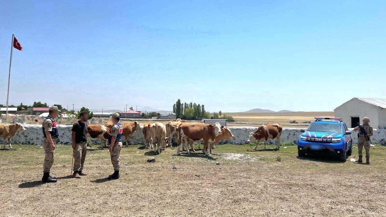 Kars’ta kayıp büyükbaş hayvanlar jandarma tarafından bulundu