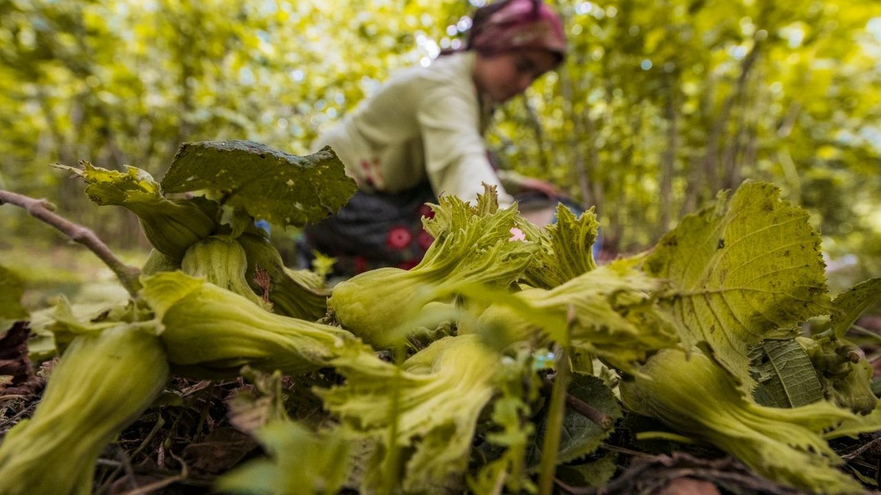 Ordu’da fındık toplamaya rekor başvuru