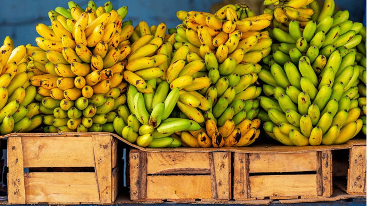 Muzun sonu mu geliyor? İklim krizi alarm veriyor