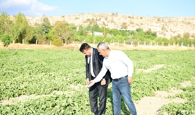 Meşhur Kazan Kavunu Sofralara Geri Dönüyor