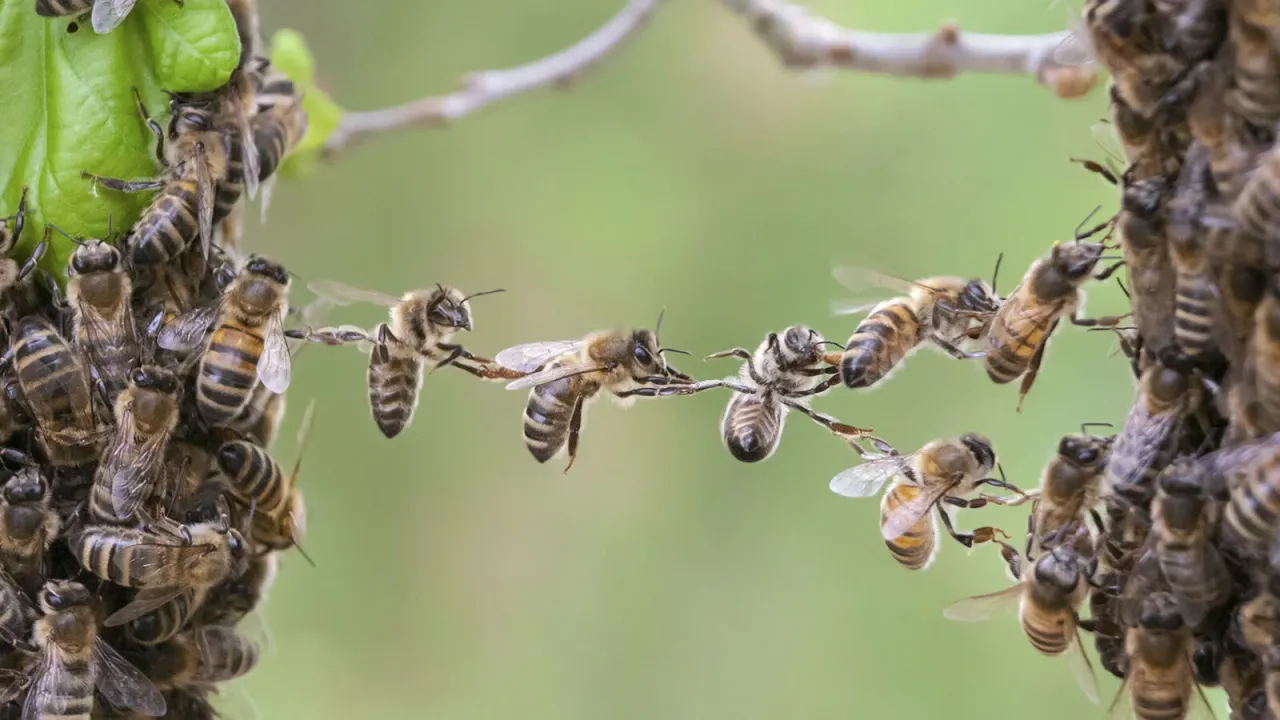 İklim değişikliği arı ölümlerini tetikliyor