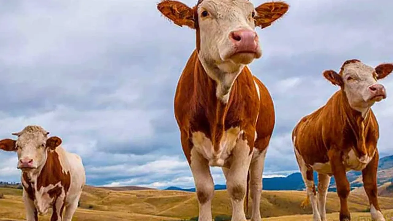 Kurban Bayramı’na sayılı gün kaldı… Kurbanlık hayvan düzeyi yeterli mi?