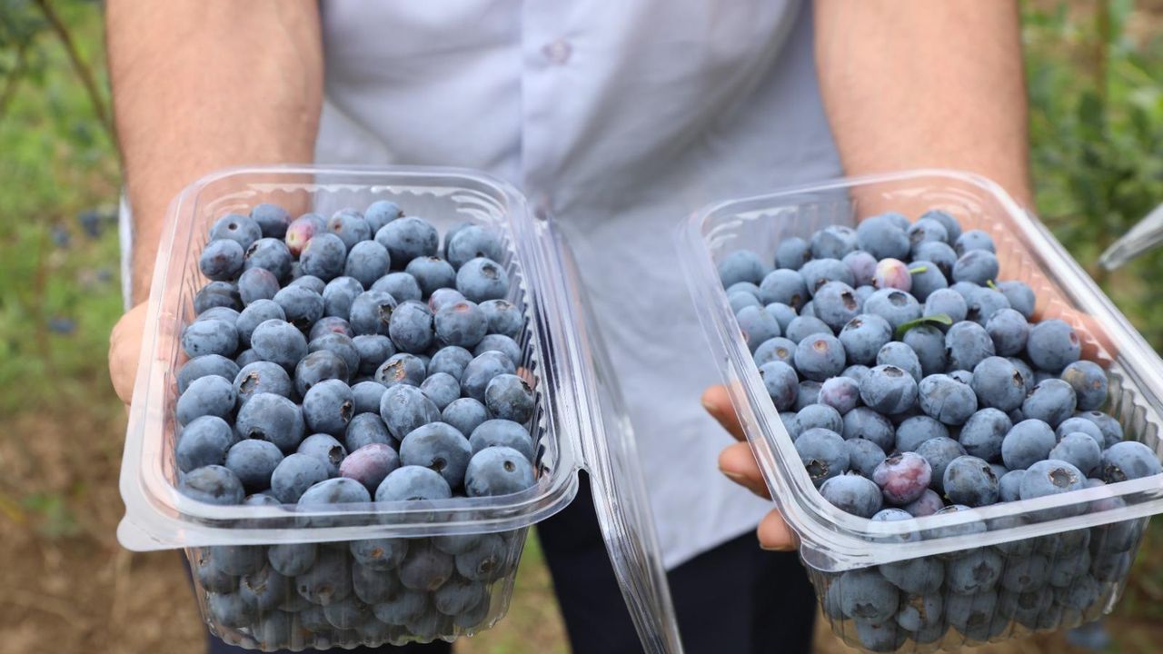 Ordu’nun mavi yemiş’i var