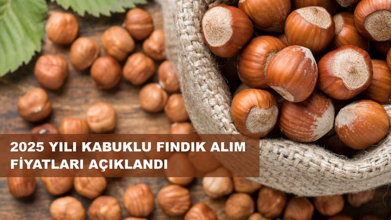 Fındık Taban Fiyatı Açıklandı; Fiyat 195 Lira…