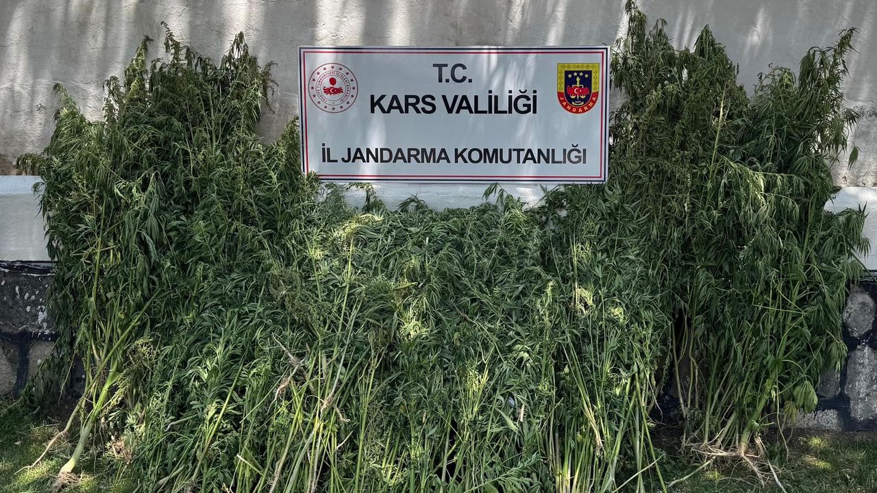 Kars’ta 42 binden fazla kenevir bitkisi imha edildi