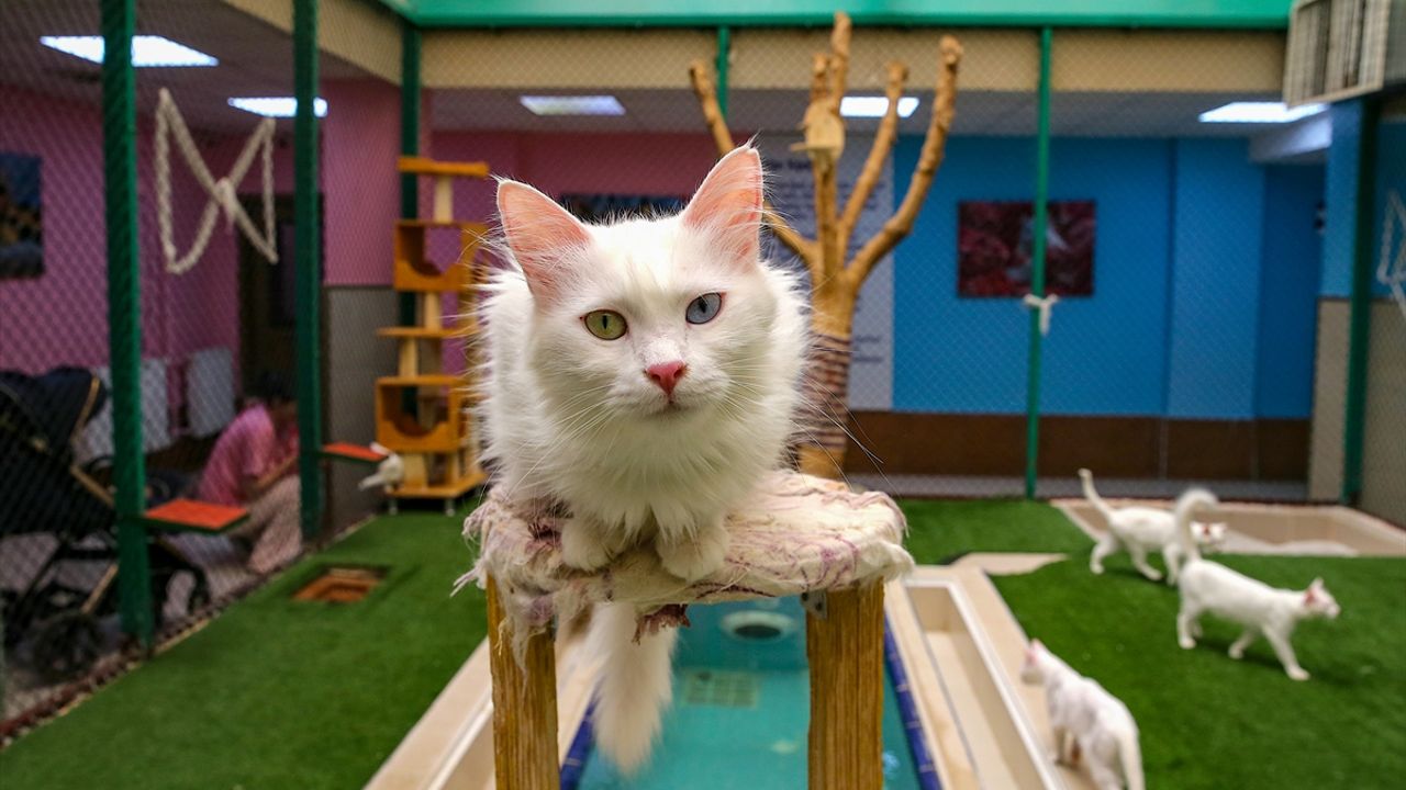 Van kedileri yazı klimalı odalarda ve havuzda geçiriyor