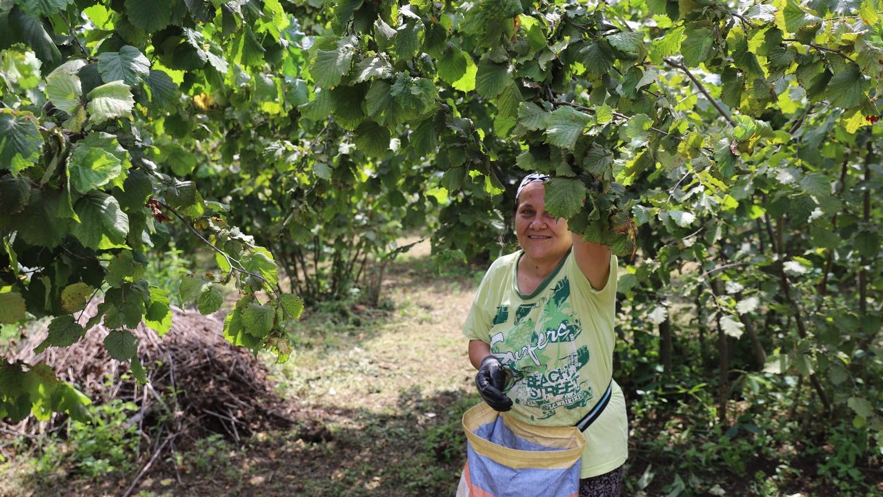 Ordu’nun fındığı yine Ordulunun emeğiyle toplanıyor