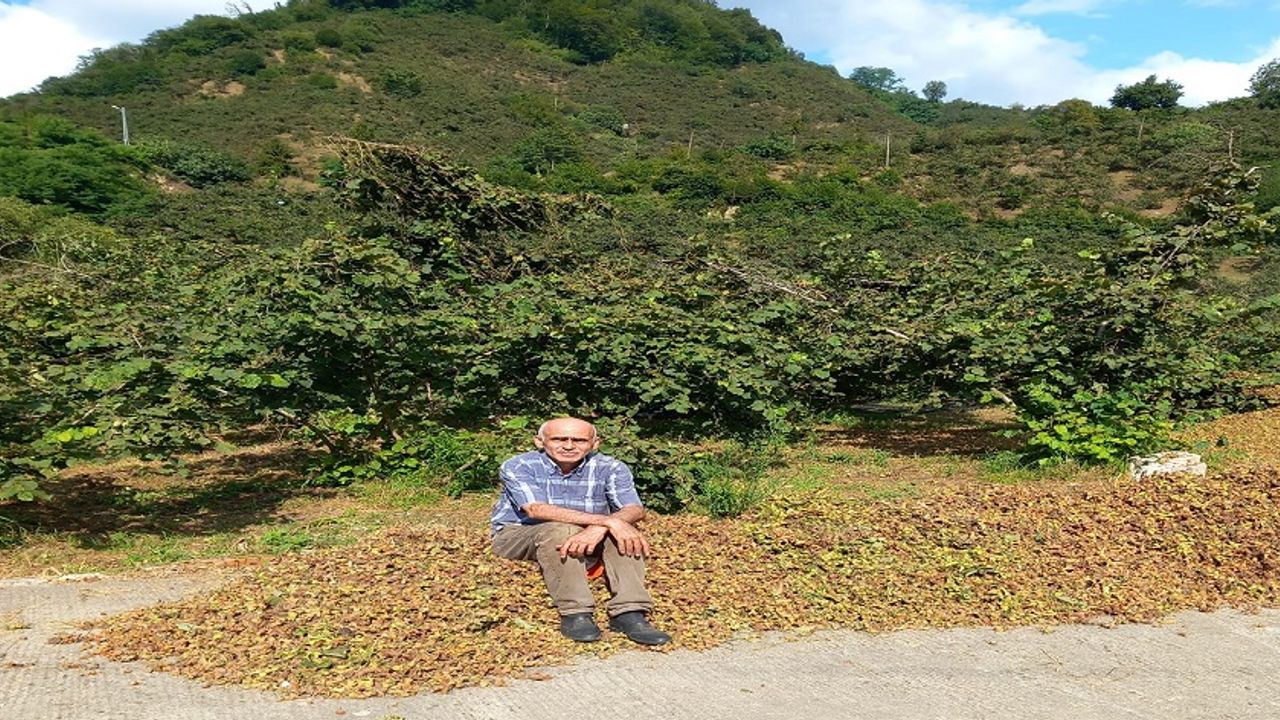 Giresun Ziraat Odası Başkanı Karan: Fındıkta rekolte düşük, fiyat 300 TL’yi görebilir