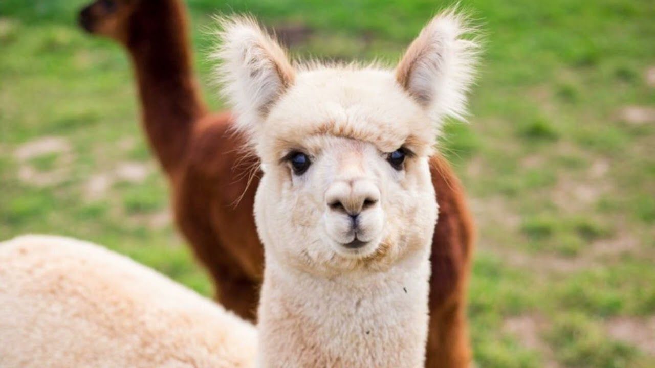 Fransa’dan şizofreni tedavisinde umut ışığı: Lamalar yardımcı olabilir