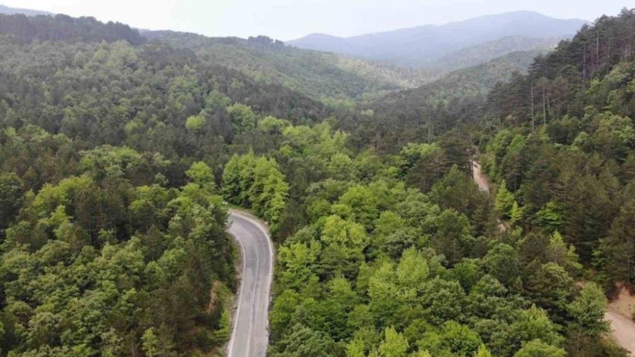 Orman Genel Müdürü Karacabey: Yanan ormanlık alanlar, bölgenin ekolojisine uygun fidanlarla yeniden yeşeriyor