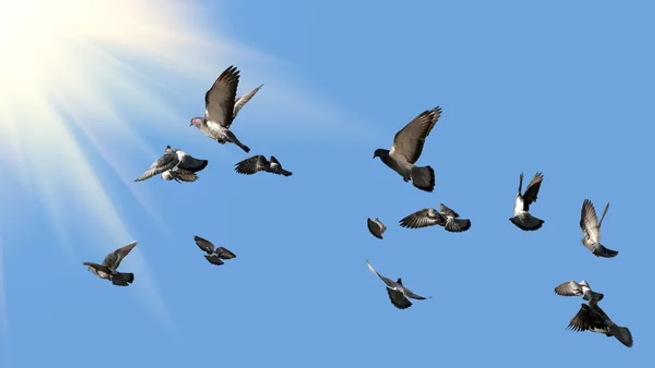 Mumbai’de güvercin beslemek yasaklandı