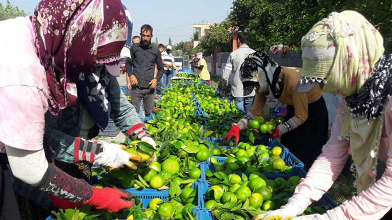 Hatay’da ‘Erkenci mandalina’ hasadı başladı