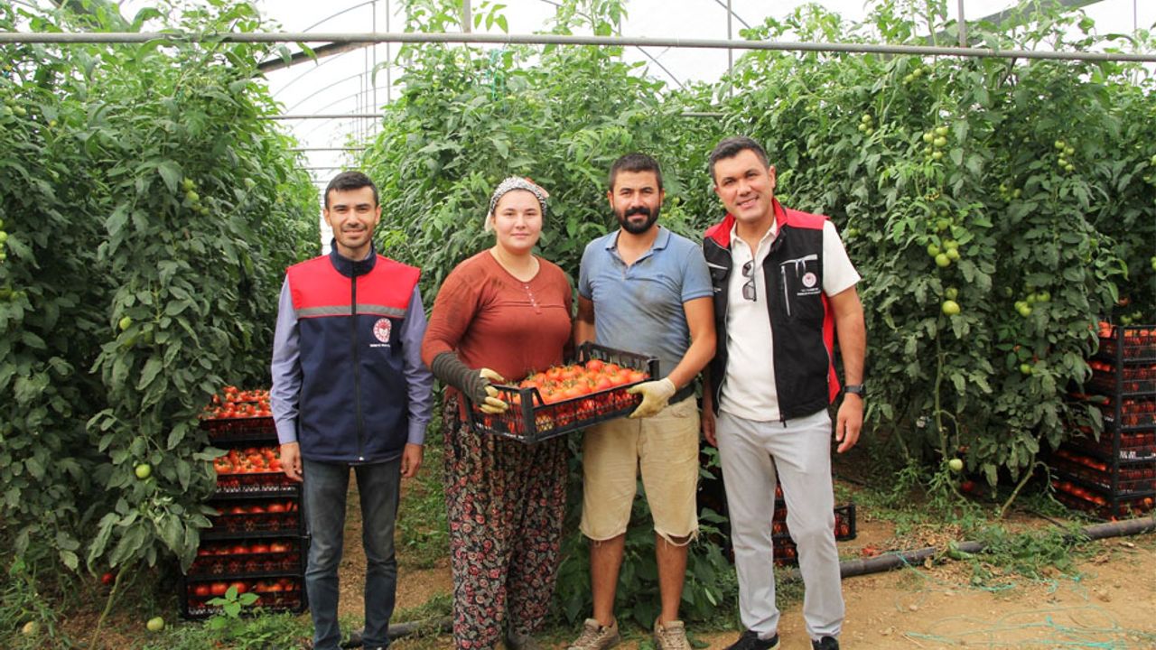 Kırmızı Bereket Atabey seralarında!