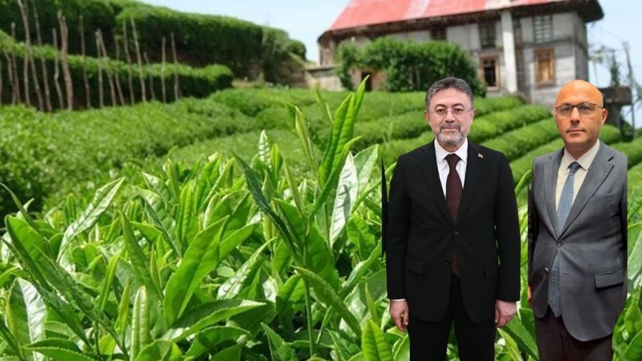 Bakan Yumaklı, BHA’ya konuştu;  Çay hasadı….