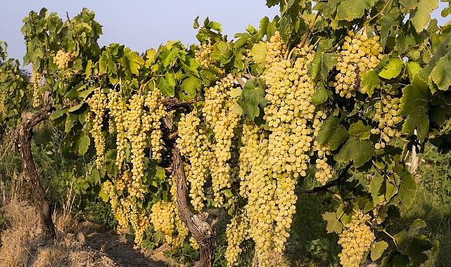 Sultani çekirdeksiz taze üzümün ihracat yolculuğu 4 Ağustos’ta başlıyor