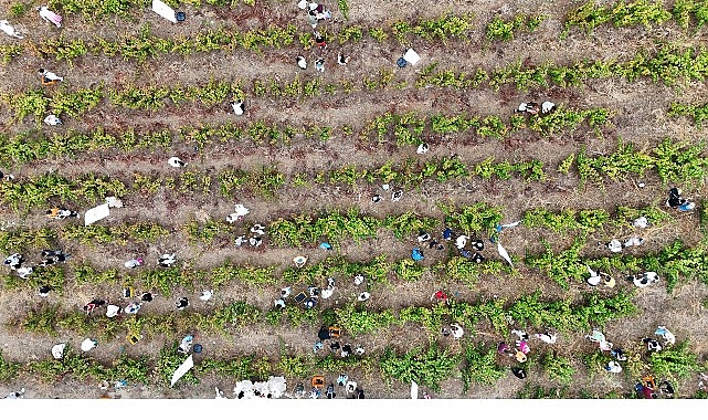 Coğrafi İşaretli Ada Karası Üzüm Hasadı Gerçekleşti