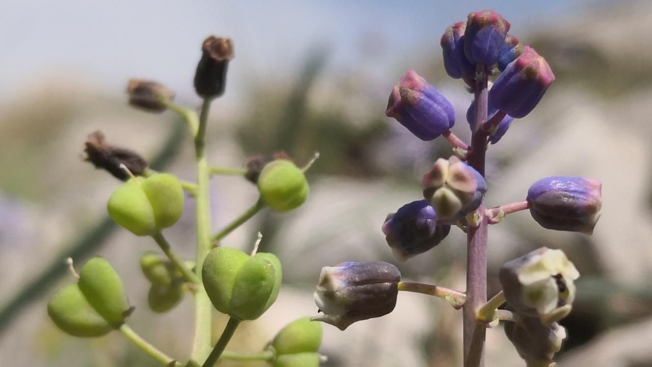 Toros Dağları’nda keşfedilen “Konya Sümbülü” bilim dünyasına tanıtıldı