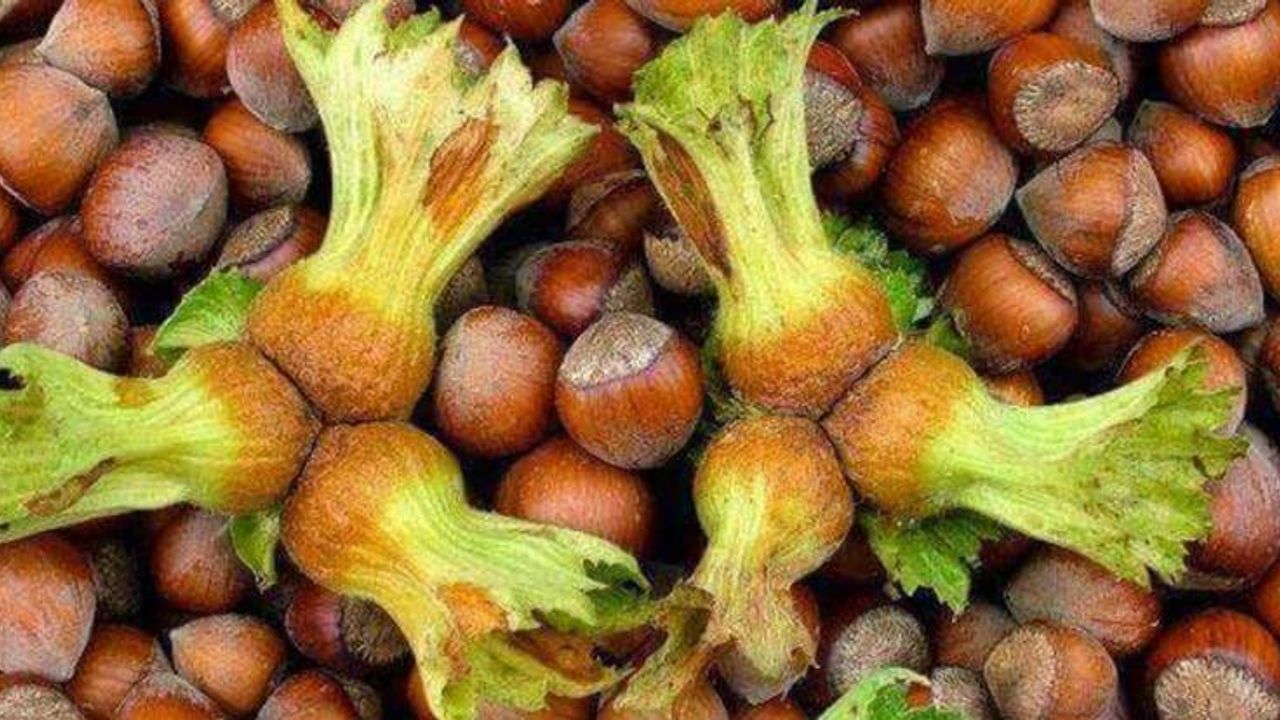 Fındık Fiyatı Psikolojik Eşik Olan 300 Lirayı Geçti