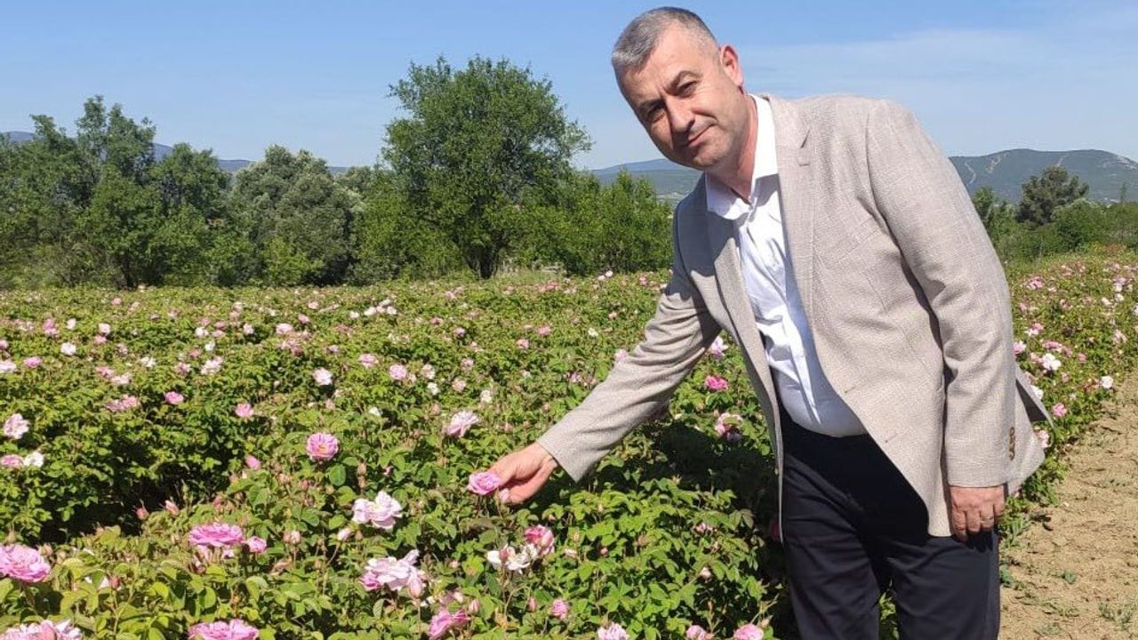 Gül üreticisinin meraklı bekleyişi sona erdi