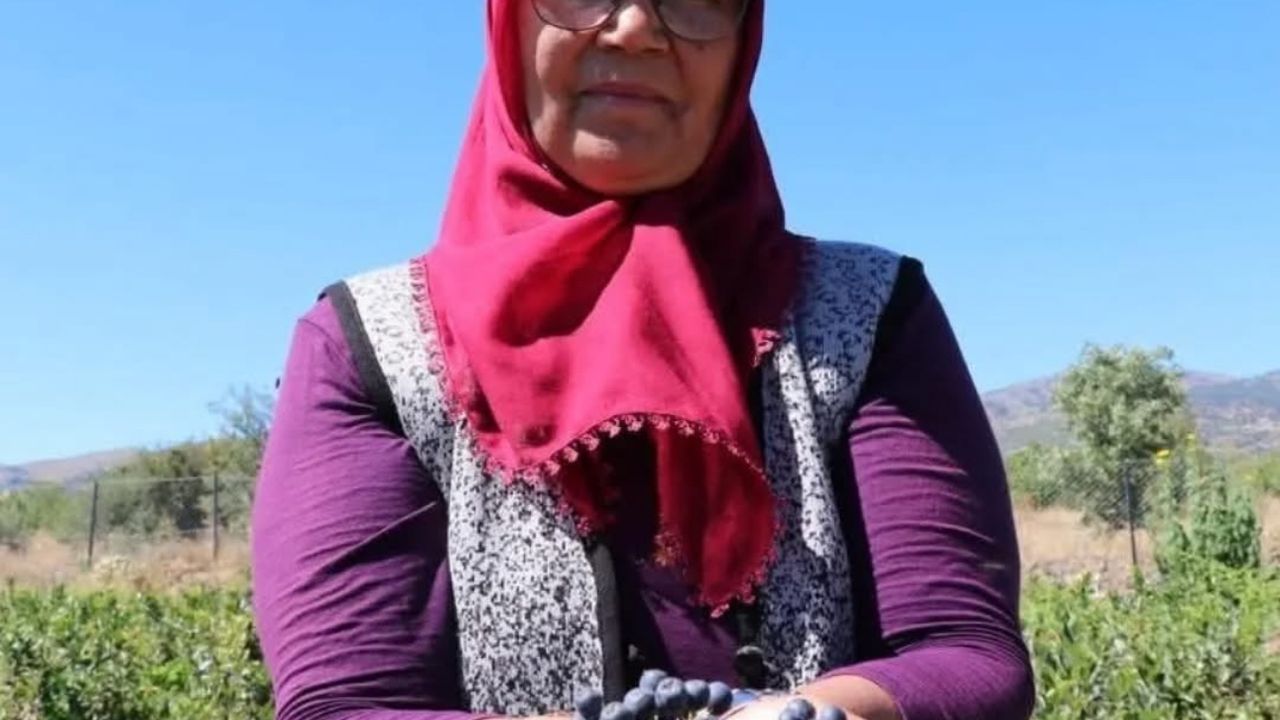 Köyüne döndü, “Aronya’yı” şifa için ücretsiz dağıtıyor