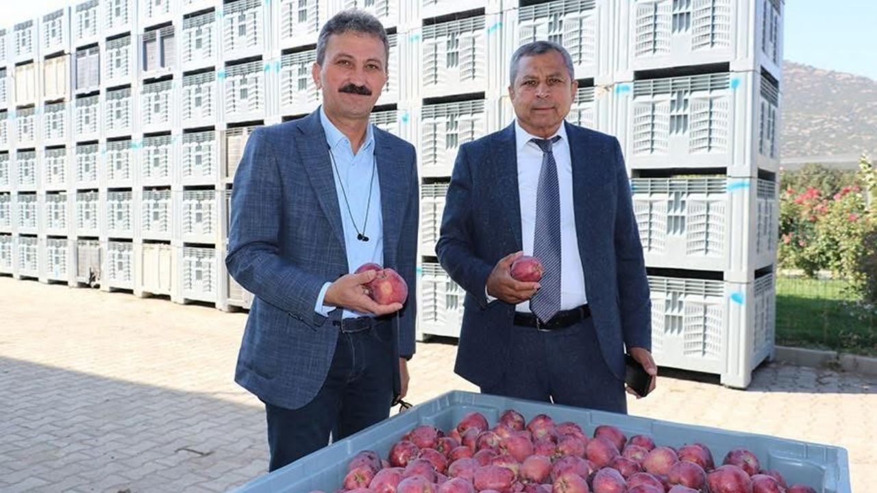 Isparta’da 2025 elma hasadı başladı