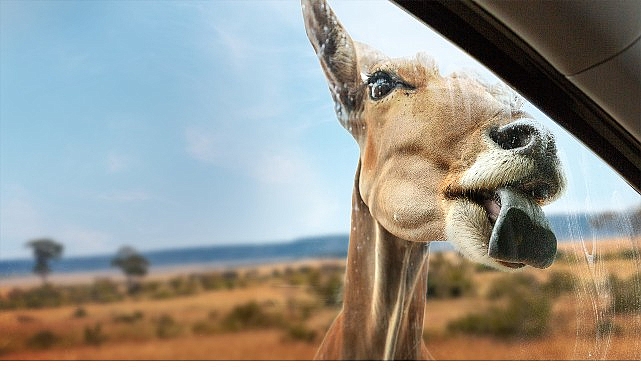 Yeni Seri ‘Vahşi Türden Yakınlaşmalar’,   3 Eylül Çarşamba 20.00’de İki Bölümüyle   National Geographic WILD Ekranlarında İzleyicilerle Buluşuyor!