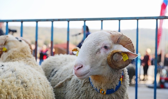 Aliağa Belediyesi’nden Üreticiye Yeni Destek: Damızlık Koyun Dağıtımında İkinci Etap Başlıyor