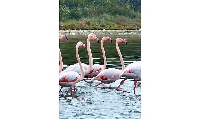 İzmit Körfezi’nde pembe flamingoların dansı