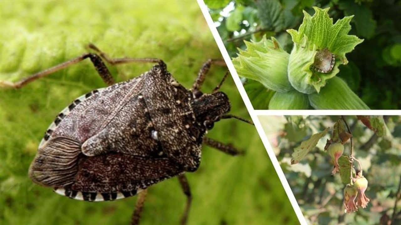 Giresun’da kahverengi kokarca ile kışlak seferberliği başladı