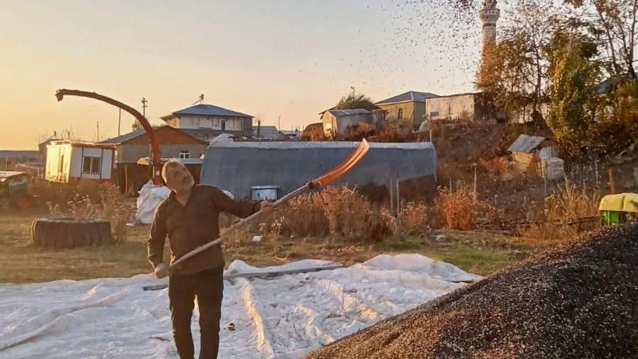 Kars’ta ayçiçeği hasadı başladı