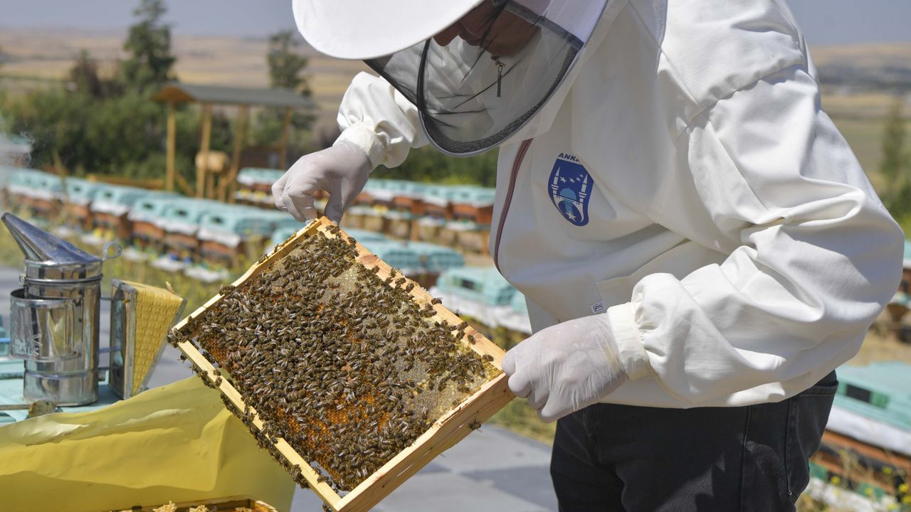 ABB’den arı üreticilerine büyük destek