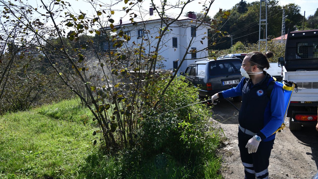 Trabzon’da kahverengi kokarca böceğiyle mücadele kapsamında 9 ilçede ilaçlama çalışmalarını sürdürüyor