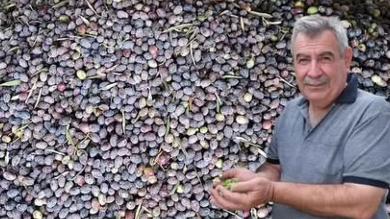 Kuraklık zeytinde rekolteyi düşürdü