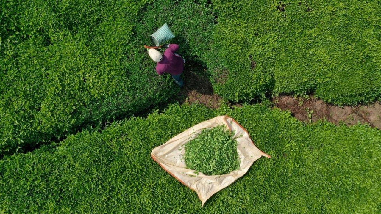 Türk çayı dünyayı ısıttı: 9 ayda 22 milyon dolar ihracat geliri