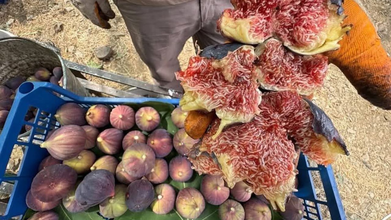 İbradı’da Bursa siyah inciri hasadında sona gelindi