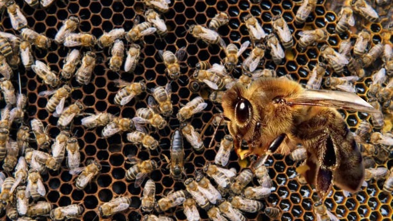 İklim değişikliği bombus arılarının yaşamını tehdit ediyor