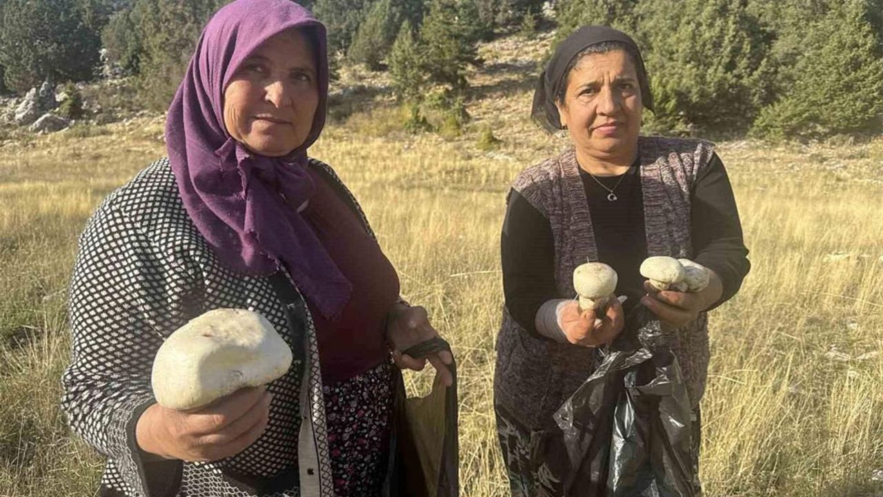 Toroslar’da mantar bereketi başladı