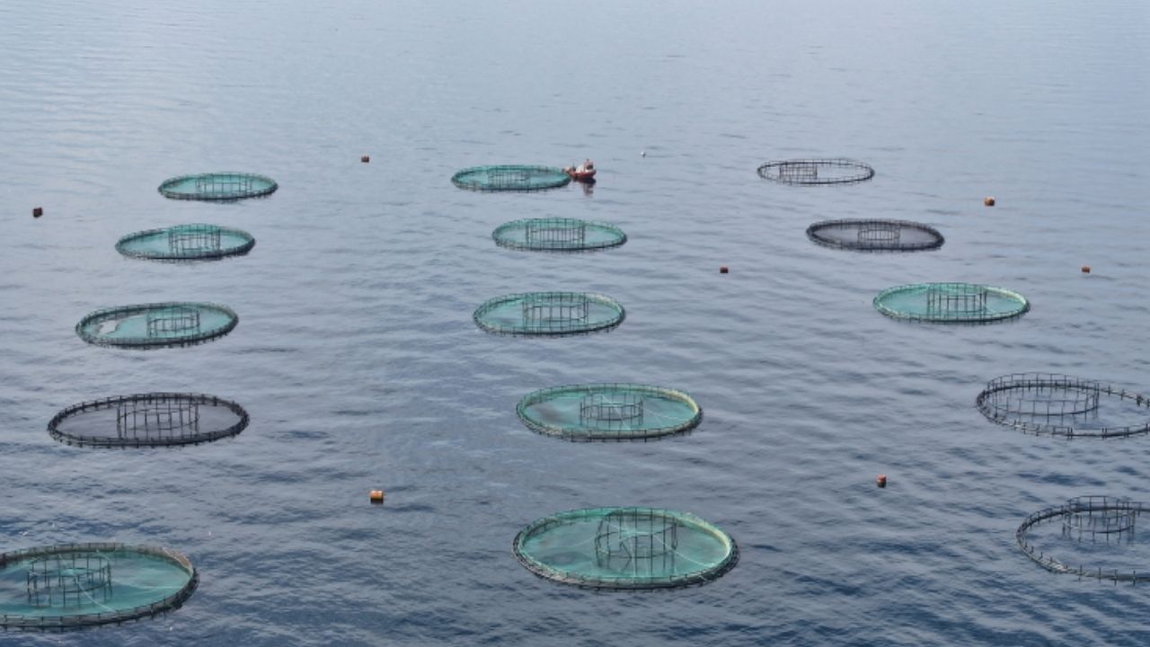 Karadeniz’den 31 ülkeye 278 milyon dolarlık su ürünü ihracatı