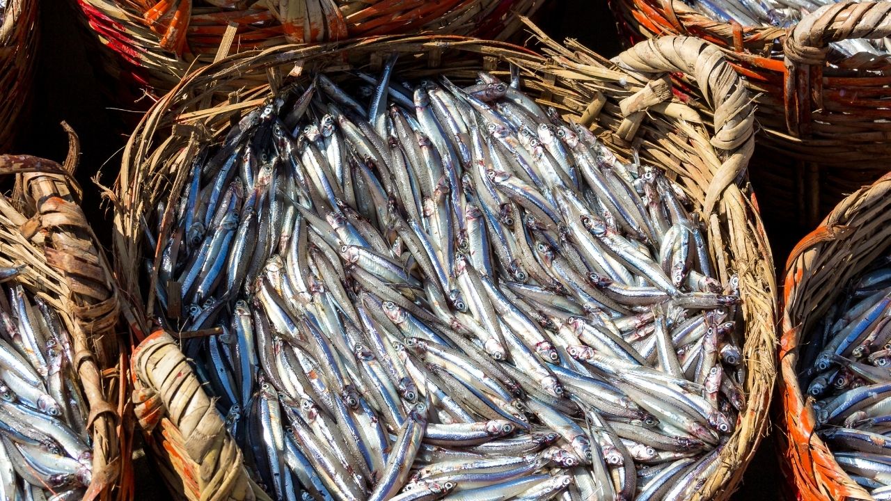 Karadeniz’de hamsi bereketi devam ediyor