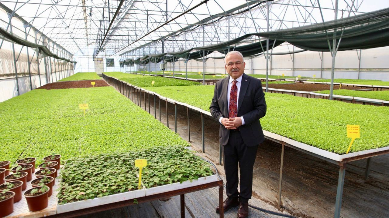 400 Bin kışlık sebze fidesi dağıtıma hazır