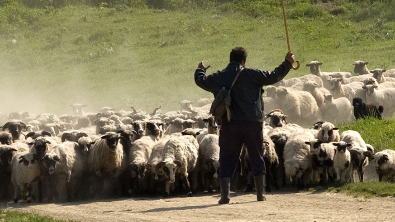 Hayvancılıkta Çalışma İzni Masada