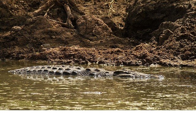 ‘Timsah Savaşları: Grumeti ve Mara’, 26 Ekim Pazar 20.00’de National Geographic WILD Ekranlarında!