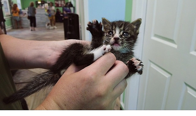 ‘Veteriner Dostlar: Kediler Özel’,   11 Ekim Cumartesi 20.00’de   National Geographic WILD Ekranlarında İzleyicilerle Buluşuyor!
