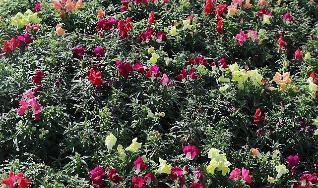 Antalya’da 4 milyon çiçek toprakla buluşuyor
