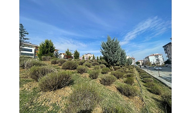 Malkara’da Daha Yeşil Bir Kent İçin Lavanta Fidanı Ekimi Başladı