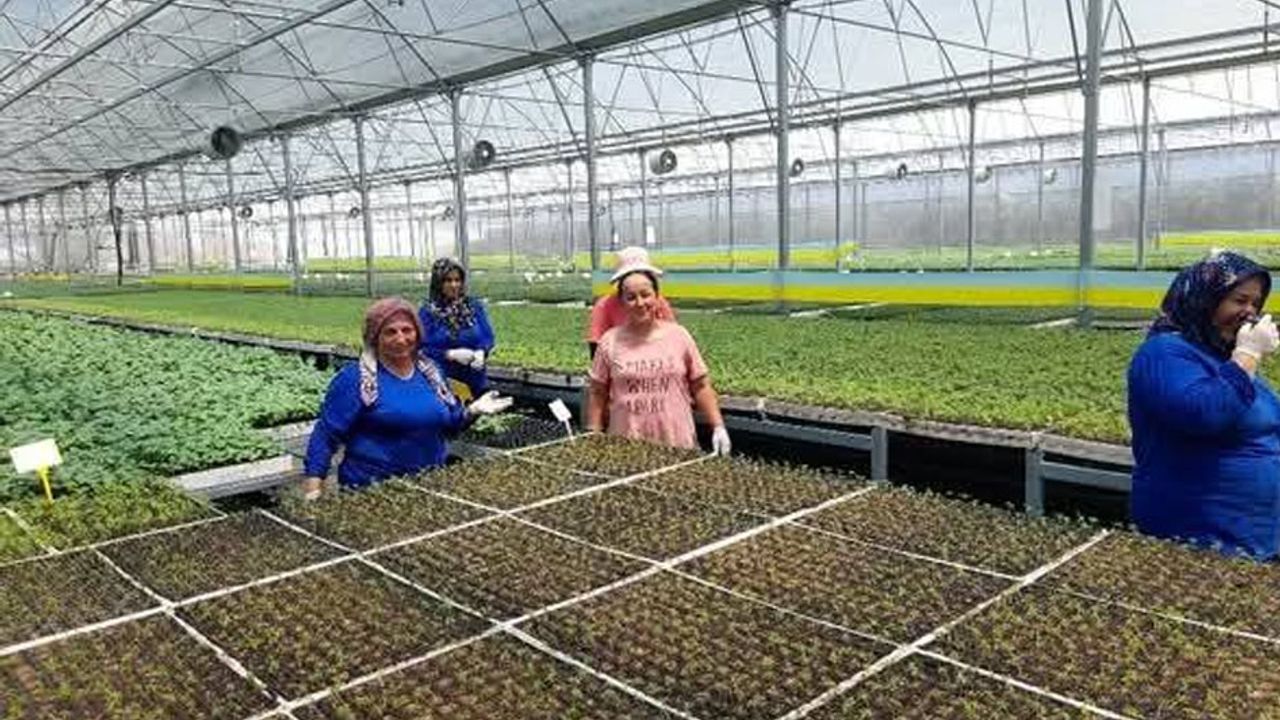 Kumluca’da yaz sıcakları altında fide üretimi: İşçiler zorlu koşullarda çalışıyor