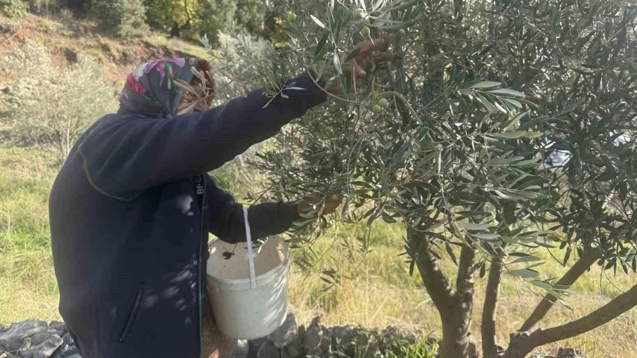 88’lik Emine nine zeytin hasadında rekor kırıyor